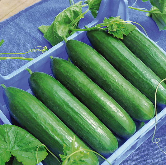Vespergurke 'Paska' veredelt