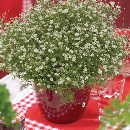 Mauer-Gipskraut (Gypsophila muralis) 'Fleur White' T12