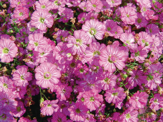 Mauer-Gipskraut (Gypsophila muralis) 'Gypsy Deep Rose' T12