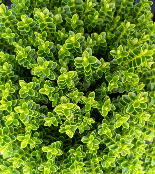 Buchsblättrige Strauchveronika (Hebe buxifolia)  T12