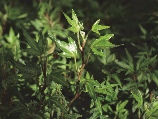 Efeu (Hedera helix) 'Anita' T12  - winterhart