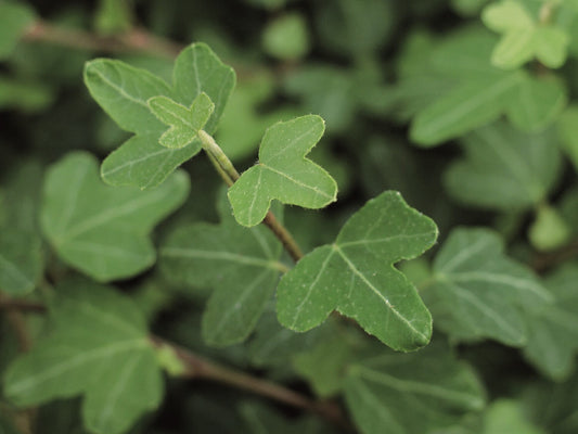 Efeu (Hedera helix) 'Duckfoot' T12 - winterhart