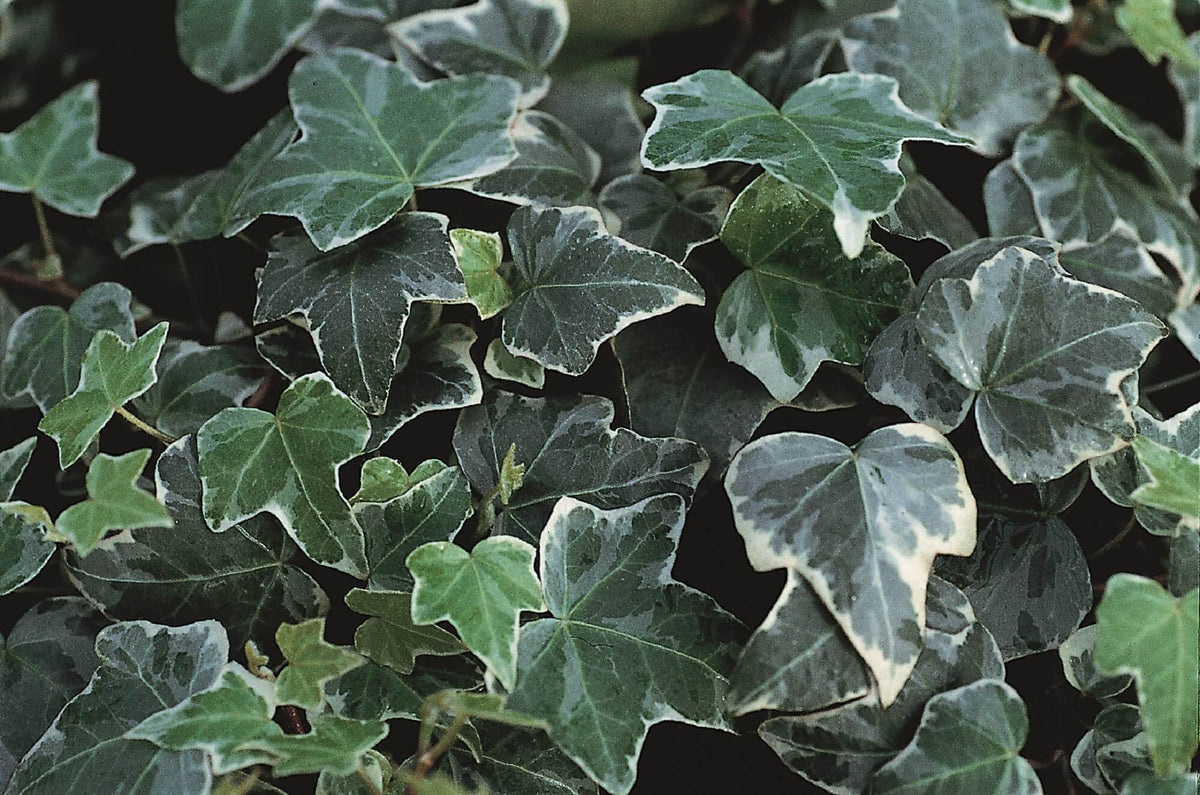 Efeu (Hedera helix) 'Glacier' T12  - winterhart