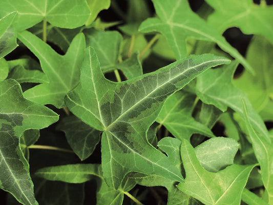 Efeu (Hedera helix) 'Goldstern' T12  - winterhart