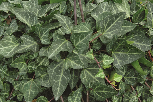 Efeu (Hedera helix) 'Grünpfeil' T12  - winterhart