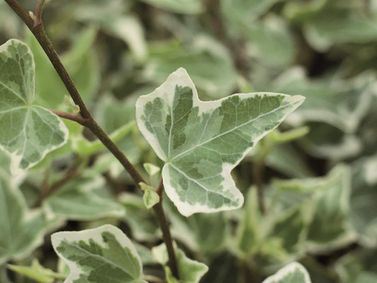 Efeu (Hedera helix) 'Mini Ester' T12  - winterhart