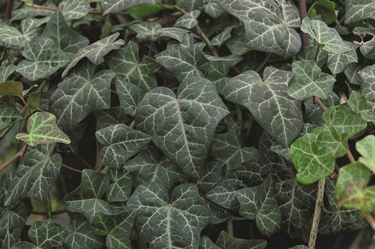 Efeu (Hedera helix) 'Modern Times' T12  - winterhart