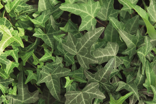 Efeu (Hedera helix) 'Philosoph' T12  - winterhart