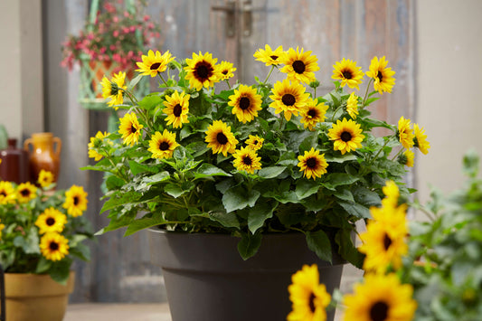Balkon-Sonnenblume (Helianthus ) 'SunBelievable® Brown Eyed Girl' T13