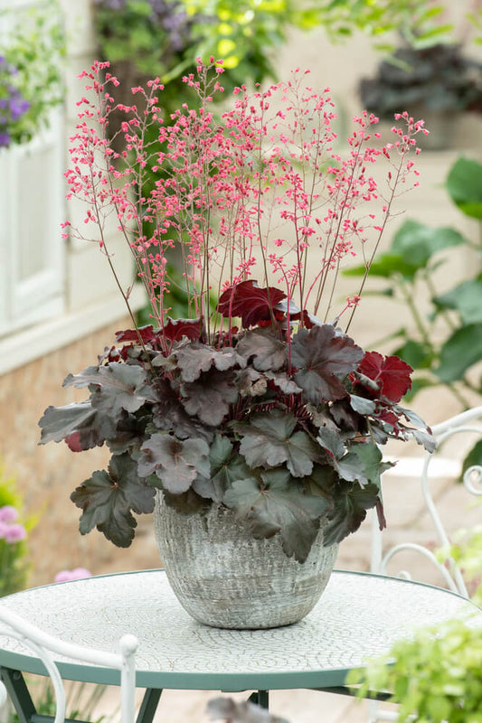 Purpurglöckchen (Heuchera) 'Hip Hip Hooray' T12 - winterhart