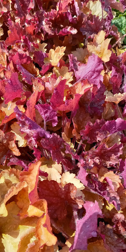 Purpurglöckchen (Heuchera) Elite im Spar-Set | 4 Stück T12 - winterhart