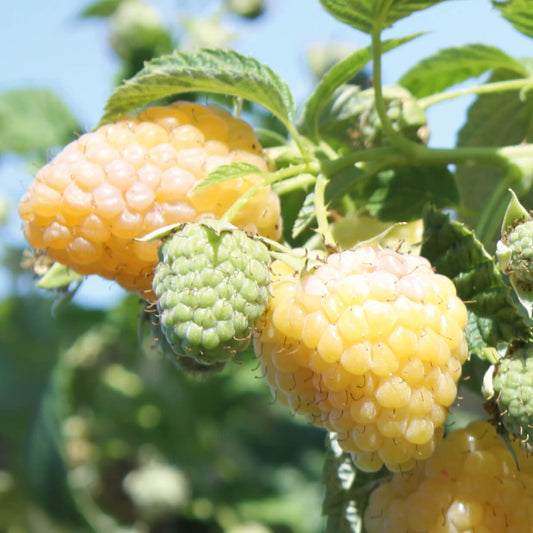 Garten-Himbeere 'Summer Lovers® Garden Golden' T17