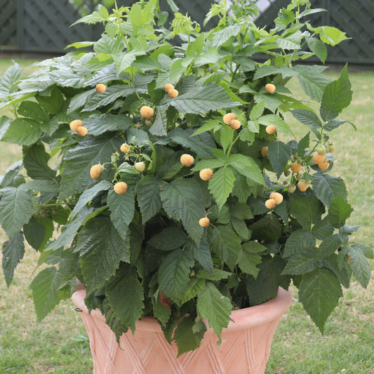 Topf-Himbeere 'Summer Lovers® Patio Gold' T17 - dornenlos