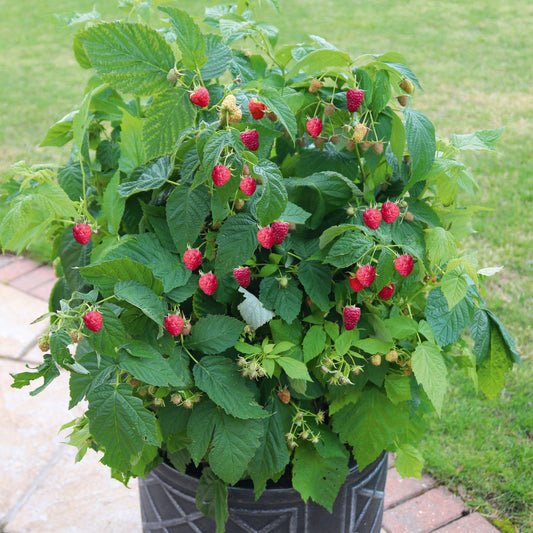 Topf-Himbeere 'Summer Lovers® Patio Red' T17 - dornenlos