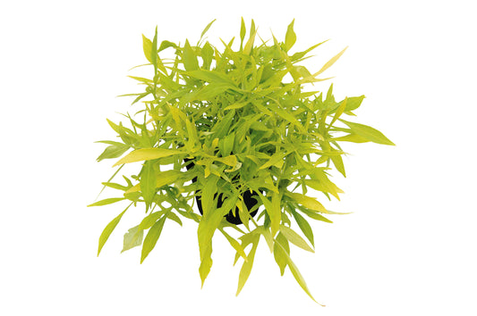 Zier-Süßkartoffel (Ipomoea batata) 'Emerald Lace' T12