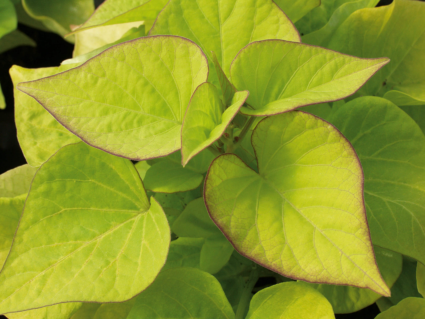Zier-Süßkartoffel (Ipomoea batata) 'Sweet Heart Light Green' T12