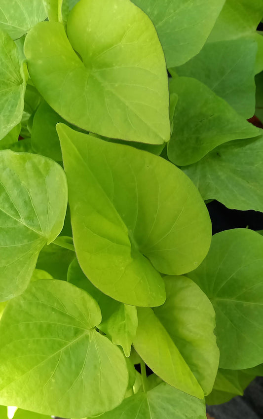 Zier-Süßkartoffel (Ipomoea batata) 'Marguerite' T12