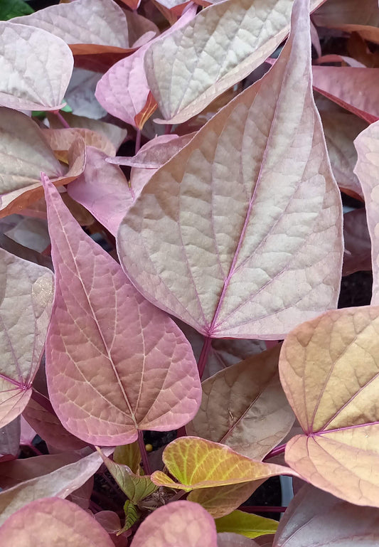 Zier-Süßkartoffel (Ipomoea batata) 'Papas® Red Heart' T12