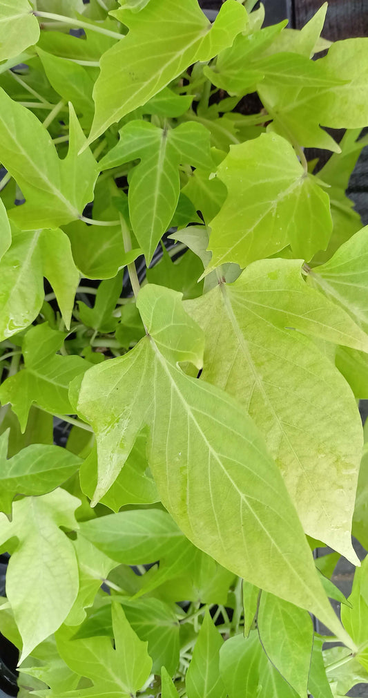 Zier-Süßkartoffel (Ipomoea batata) 'Sweet Caroline Light Green' T12