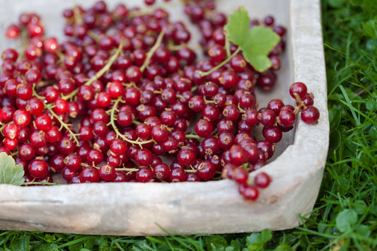 Rote Johannisbeere 'Summer Pearls® Red' T17