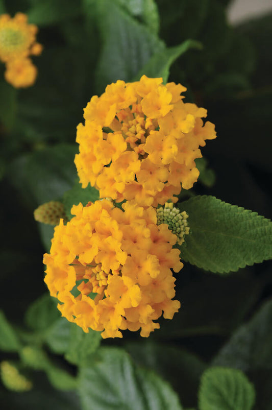 Wandelröschen (Lantana) gelb T11/12