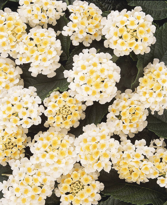 Wandelröschen (Lantana) weiß T11/12