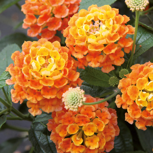 Wandelröschen (Lantana) orange T11/12
