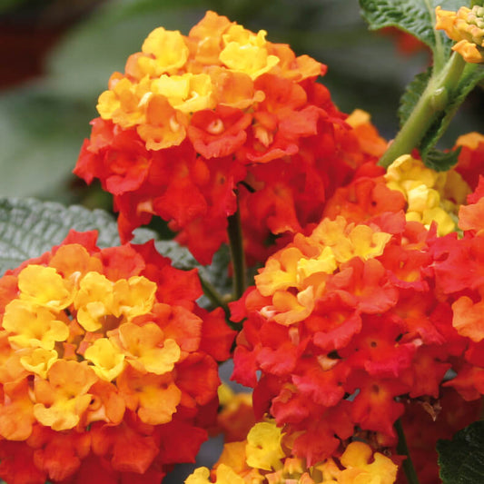 Wandelröschen (Lantana) rot T11/12