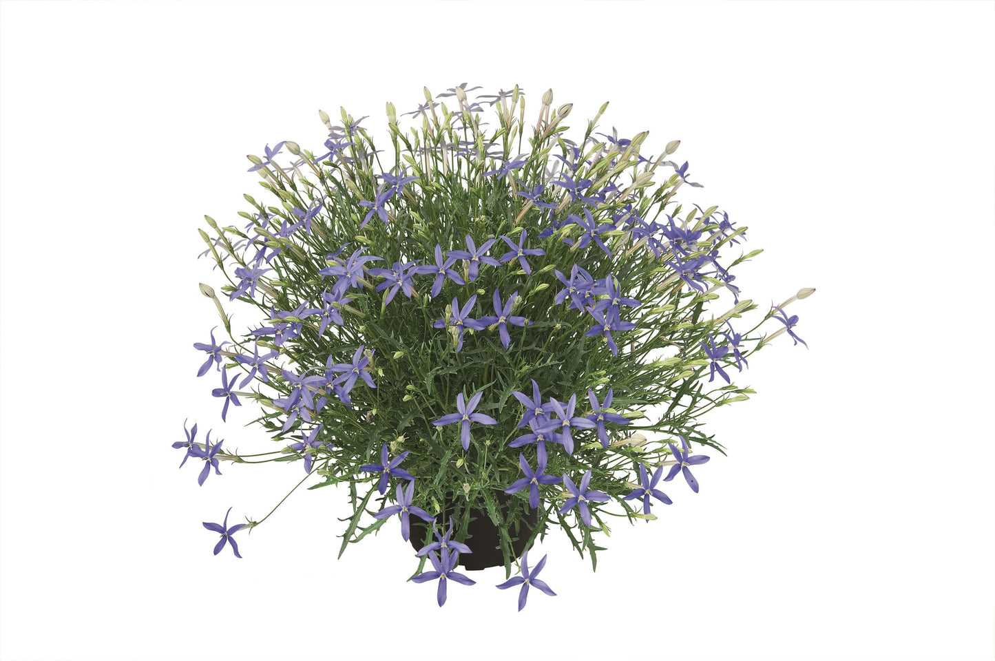 Sternblume (Laurentia axilliaris) blau T12