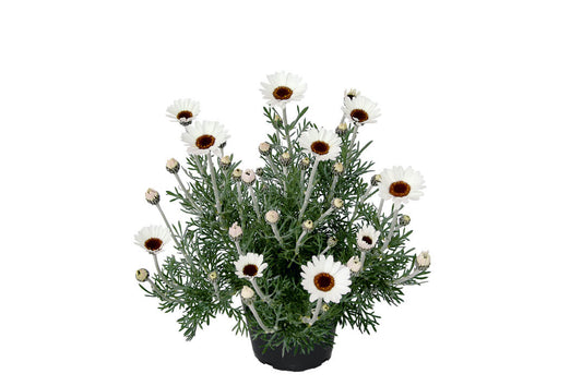 Marokko Margerite (Leucanthemum hosmariense) 'African Spring' T12 - winterhart