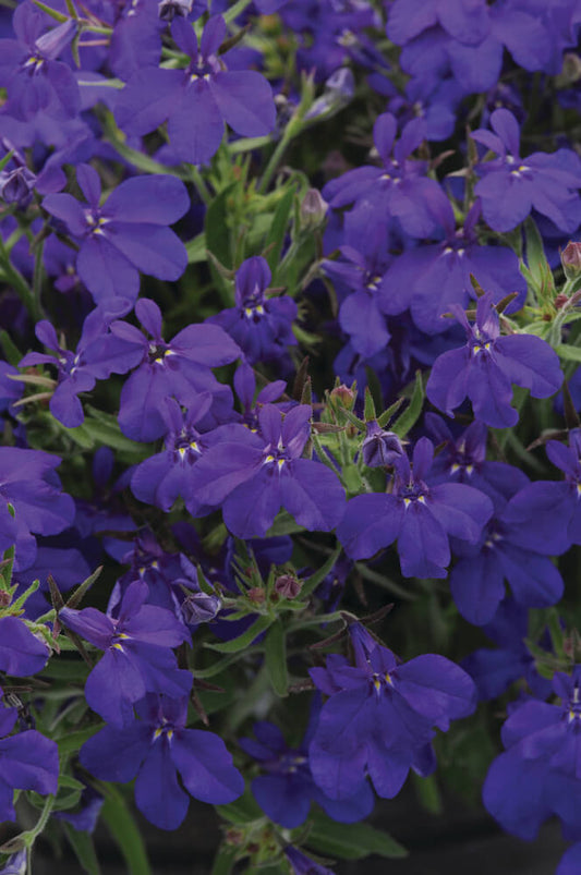 Männertreu (Lobelia erinus) 'Sweet Springs Dark Blue' T12