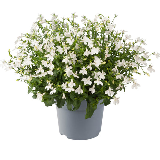 Männertreu (Lobelia erinus) 'Sweet Springs White' T12