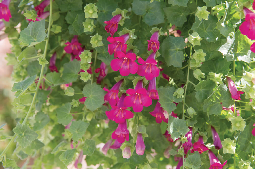 Klettergloxinie (Lophospermum erubescens) 'Lofos Compact Pink' T13