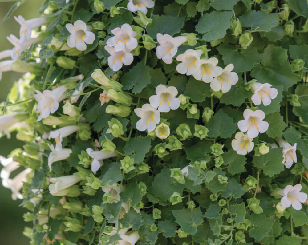 Klettergloxinie (Lophospermum erubescens) 'Lofos Compact White' T13