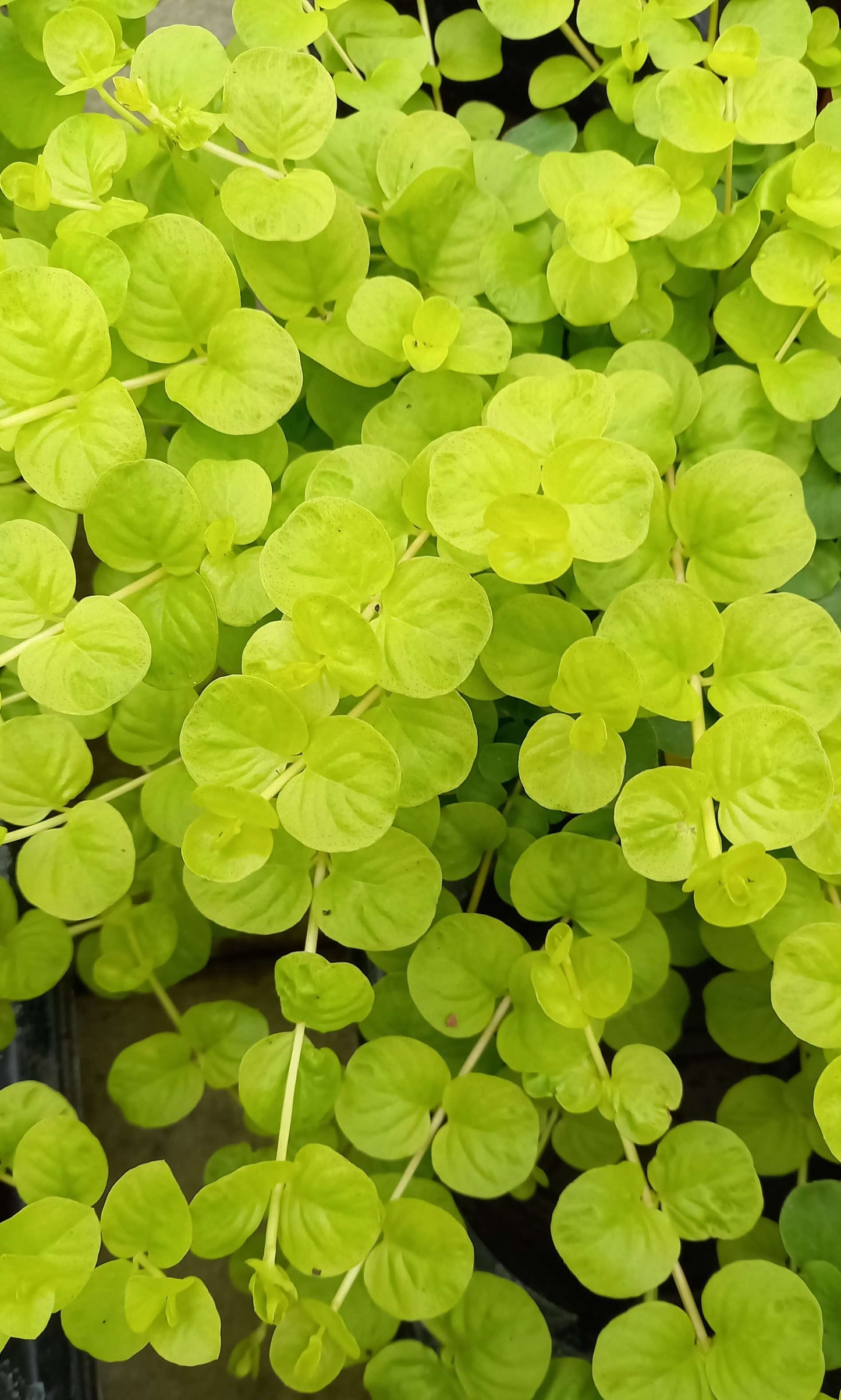 Pfennigkraut (Lysimachia) 'Goldilocks' T12 - winterhart
