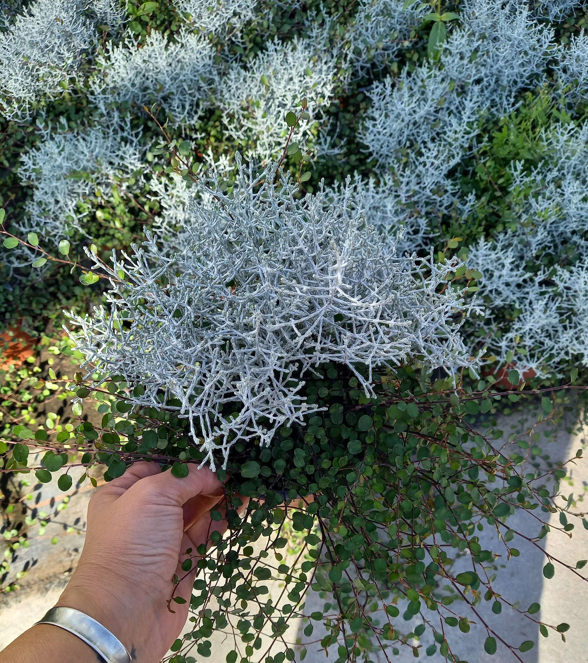 MüCa (Muehlenbeckia+Calocepalus) T12