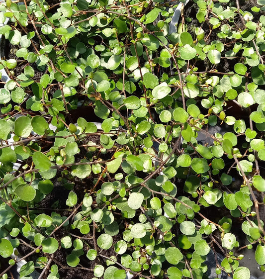 Drahtstrauch (Muehlenbeckia) 'Sealand' T12 - winterhart