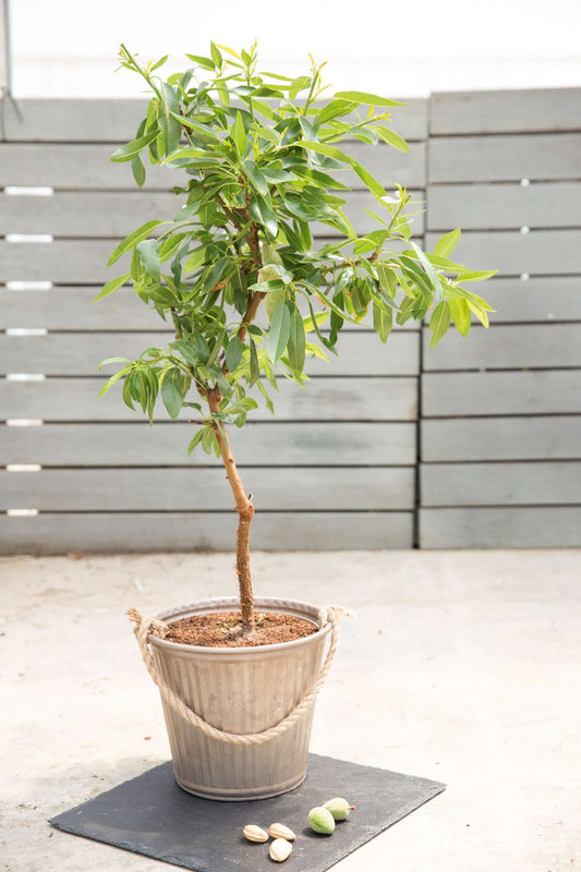 Mandel-Stämmchen 'Nut Me® Almond' T19
