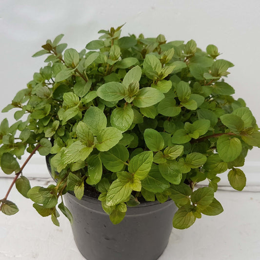 Mint-Minze (Menta x piperita) 'Black Mitcham' T12