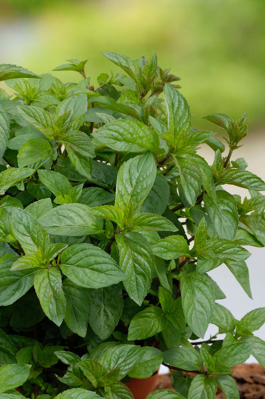 Schokoladenminze (Menta x piperita) 'Chocolate' T12