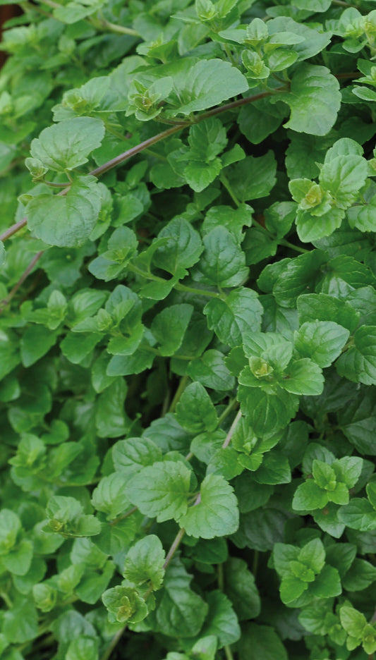 Hänge-Minze (Satureja douglasii) 'Indian Mint' T12