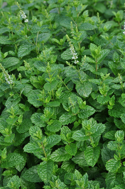 Marokkanische Minze (Menta spicata) 'Marokko' T12