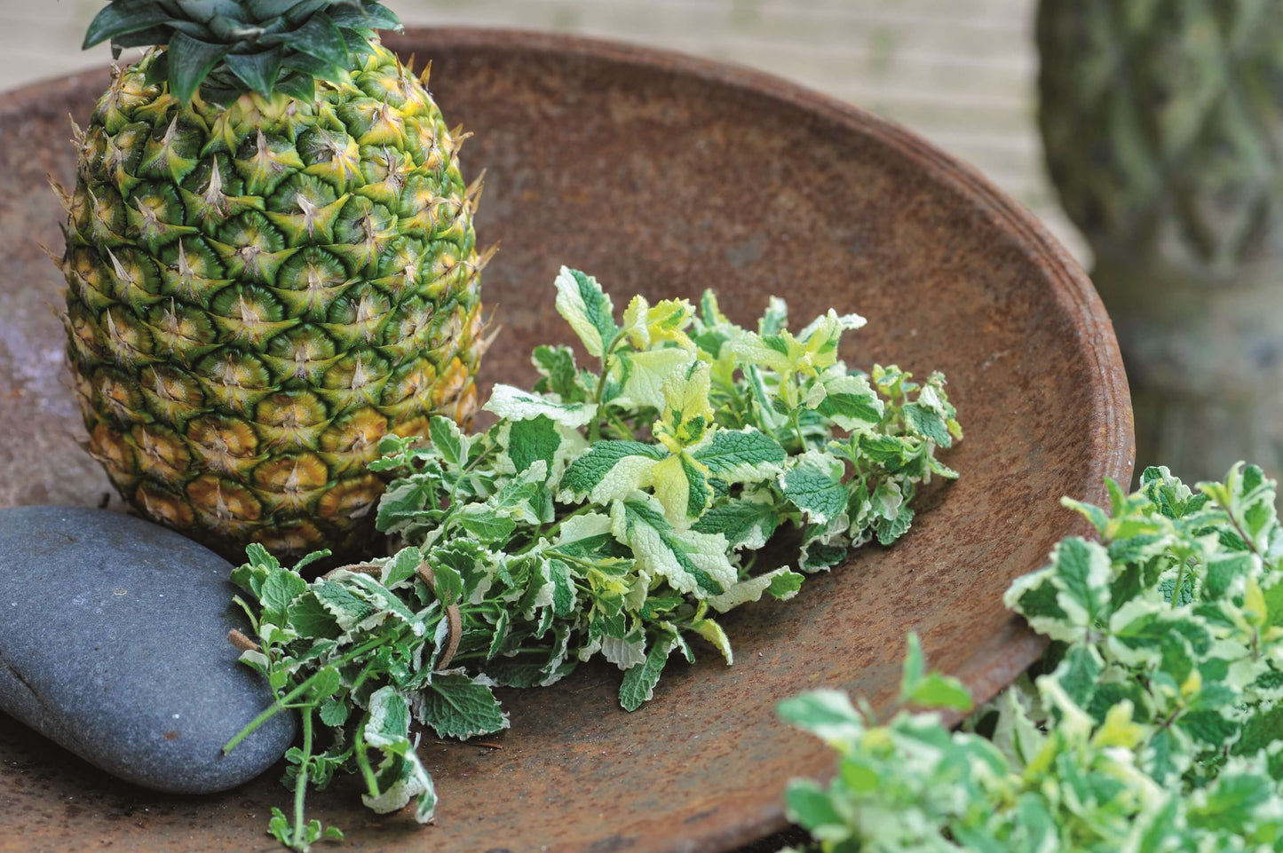 Ananas-Minze (Menta suaveolens) 'Pinedo' T12