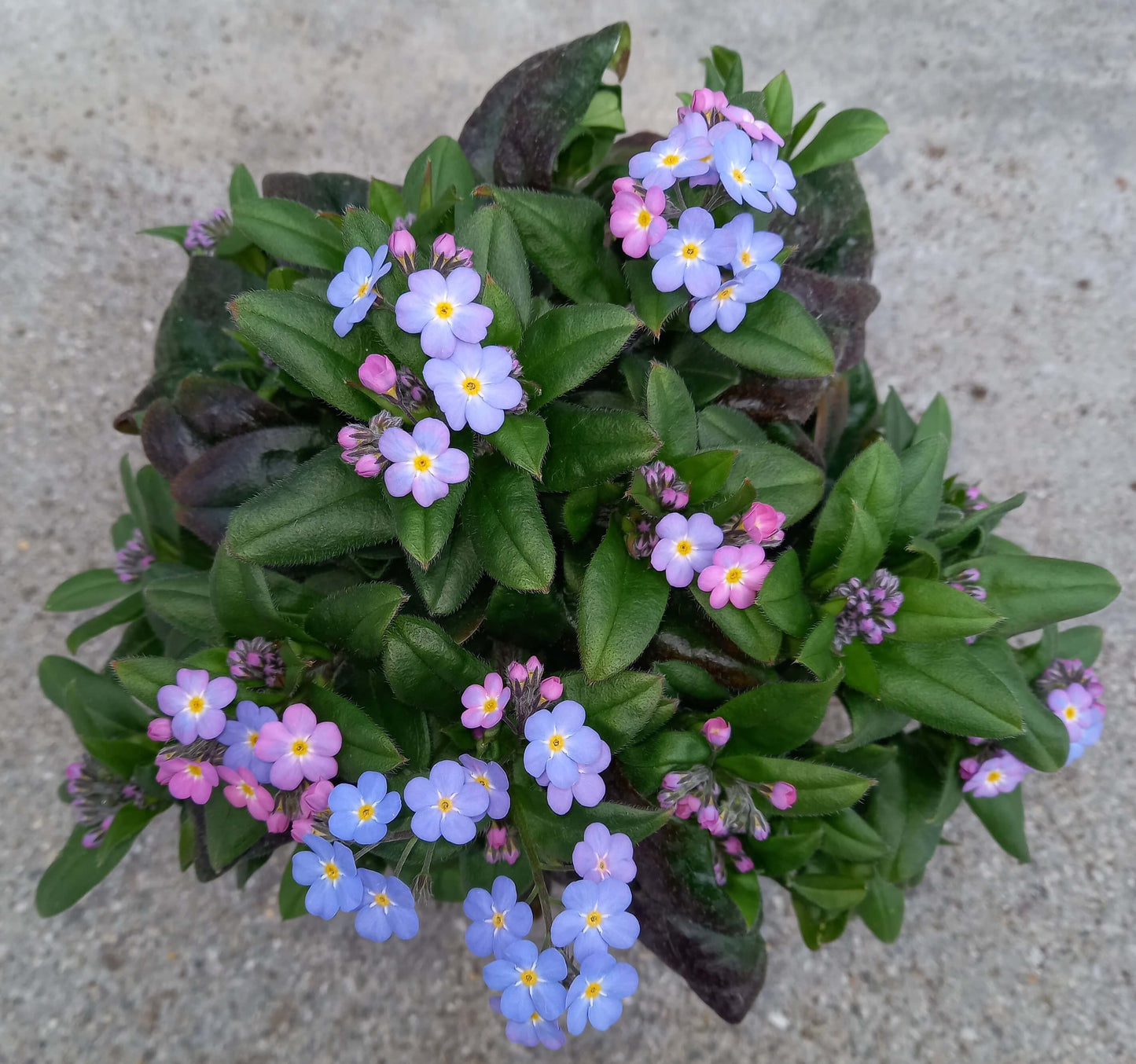 Vergissmeinnicht (Myosotis sylvatica) 'Myomark' T12