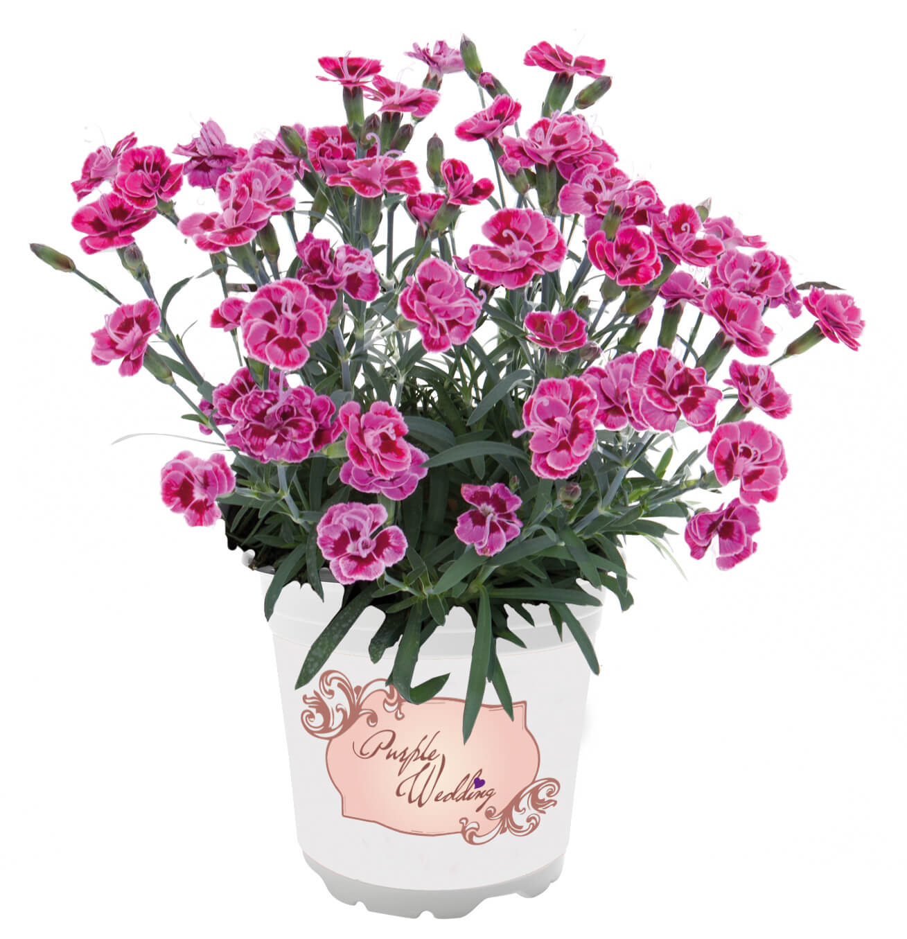 Nelke (Dianthus) 'Purple Wedding' T12 - winterhart