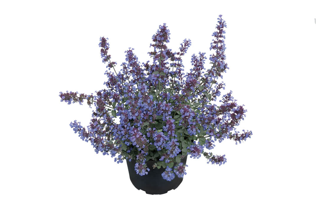 Katzenminze (Nepeta x faassenii) 'Purrsian Blue' T12