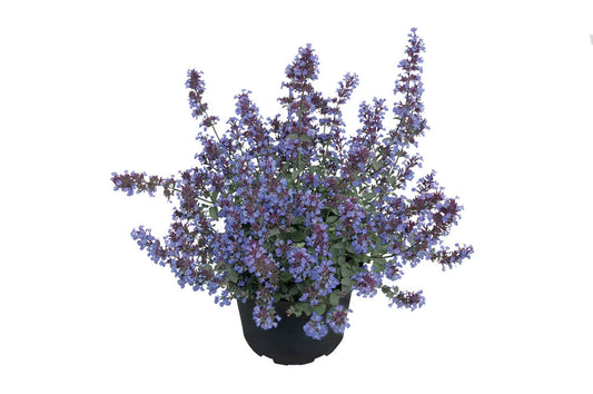 Katzenminze (Nepeta x faassenii) 'Purrsian Blue' T12