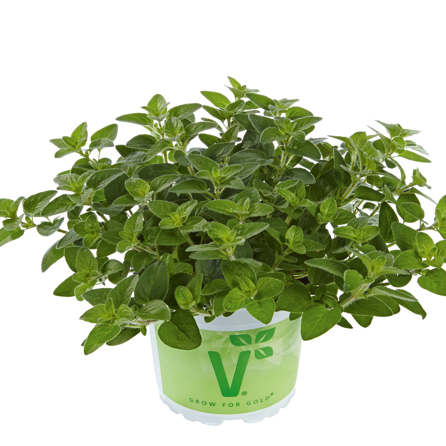 Echter Oregano / Staudenmajoran (Origanum vulgare) 'Margeritha' T12