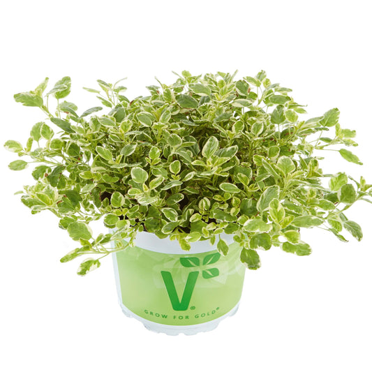 Weißgefleckter Oregano (Origanum vulgare) 'Panta®' T12