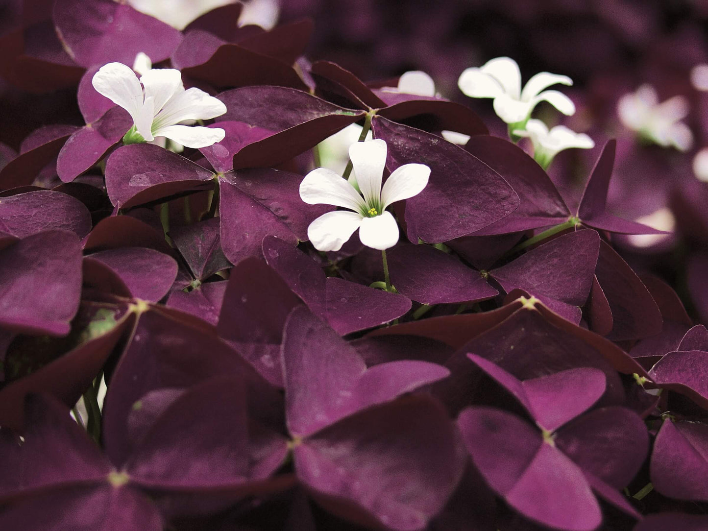 Zierklee (Oxalis triangularis) 'XALIS™ Burgundy Wine' T12